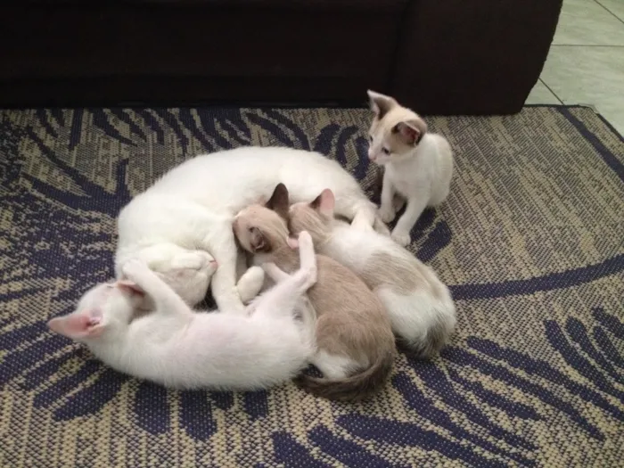 Gato ra a Sem Raça idade 2 a 6 meses nome Miojo