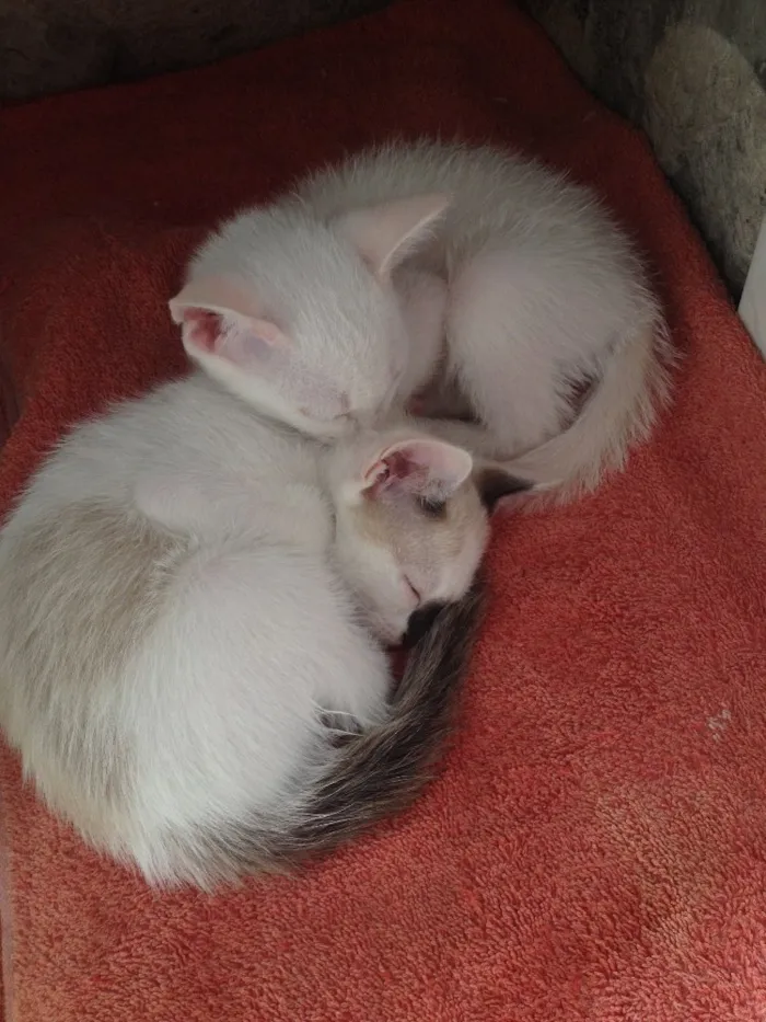 Gato ra a Sem Raça idade 2 a 6 meses nome Miojo