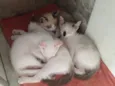 Miojo
