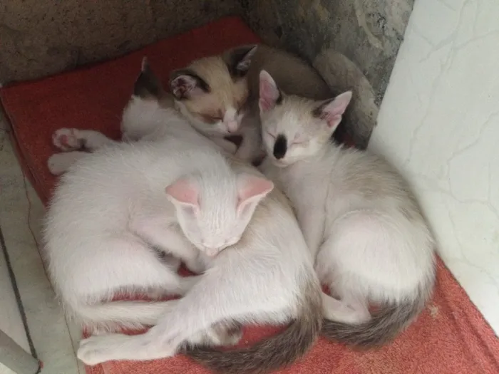 Gato ra a Sem Raça idade 2 a 6 meses nome Miojo