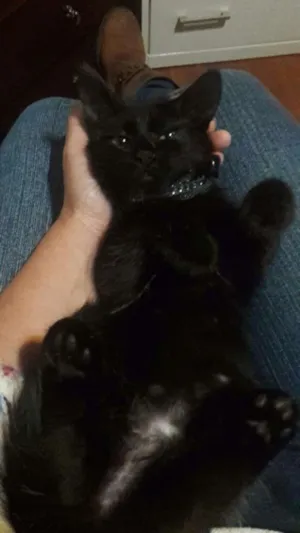 Gato raça SRD idade 2 a 6 meses nome Felicia