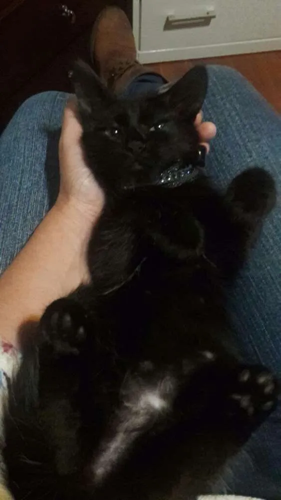 Gato ra a SRD idade 2 a 6 meses nome Felicia