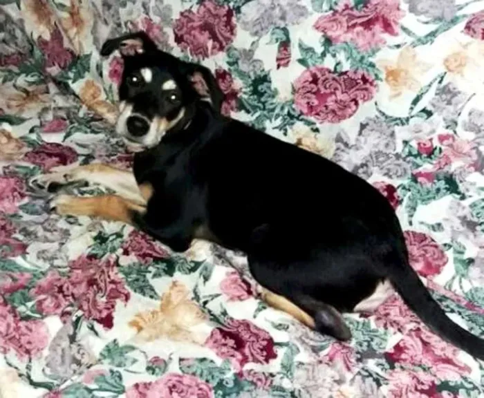 Cachorro ra a SRD idade 7 a 11 meses nome FIONA