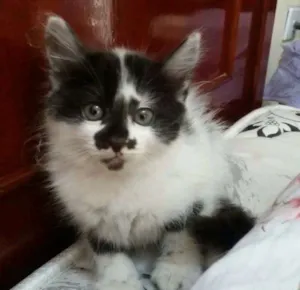 Gato raça  idade 2 a 6 meses nome Sem nome