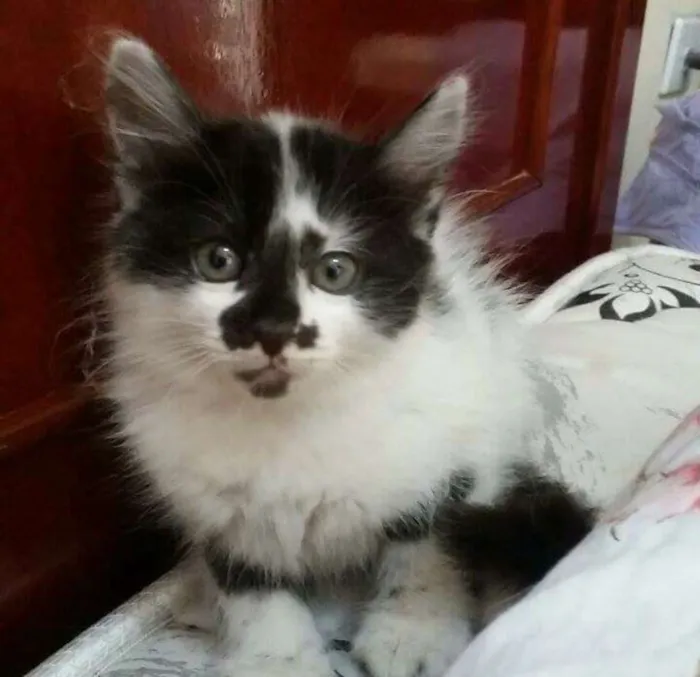 Gato ra a idade 2 a 6 meses nome Sem nome