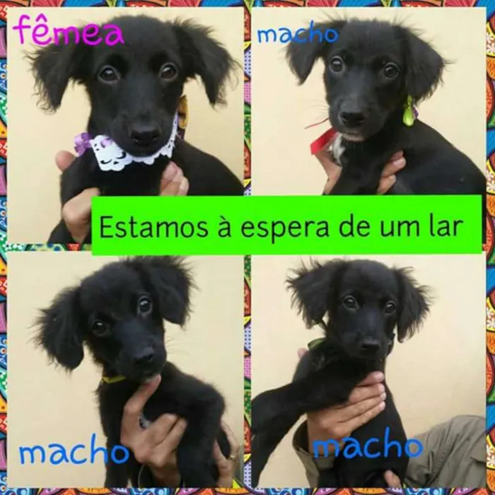 Cachorro ra a Não definida idade 2 a 6 meses nome Ane Paul