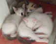 Miojo