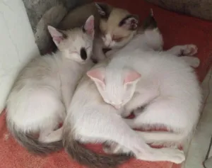 Gato raça Sem Raça idade 2 a 6 meses nome Miojo
