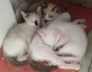 Gato raça Sem Raça idade 2 a 6 meses nome Miojo