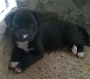 Cachorro raça  idade 2 a 6 meses nome rex