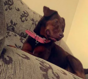 Cachorro raça Labrador idade 6 ou mais anos nome Julie