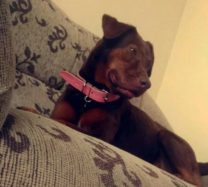 Cachorro ra a Labrador idade 6 ou mais anos nome Julie