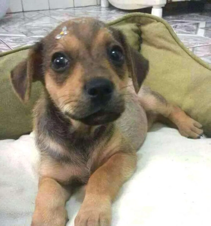 Cachorro ra a Sem raça definida idade 2 a 6 meses nome Filhote