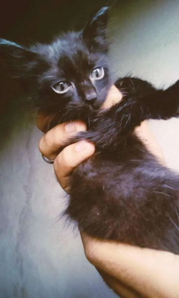 Gato ra a Sem raça definida idade Abaixo de 2 meses nome Sem Nome
