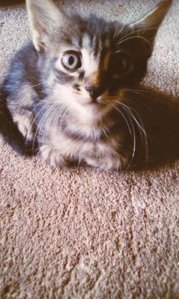 Gato ra a Sem raça definida idade Abaixo de 2 meses nome Sem Nome