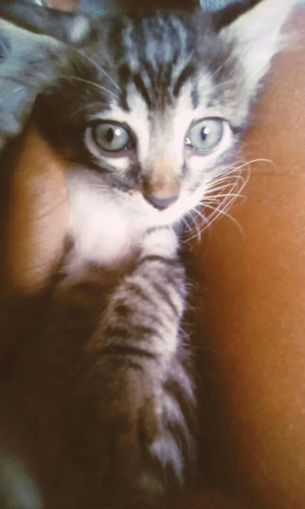 Gato ra a Sem raça definida idade Abaixo de 2 meses nome Sem Nome