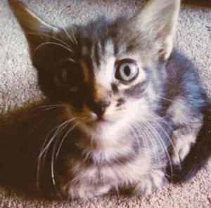 Gato raça Sem raça definida idade Abaixo de 2 meses nome Sem Nome