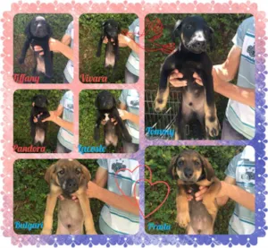 Cachorro raça SRD idade 2 a 6 meses nome Filhotes 
