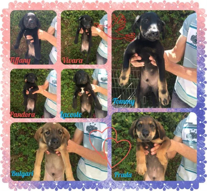 Cachorro ra a SRD idade 2 a 6 meses nome Filhotes