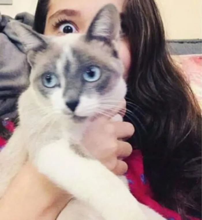 Gato ra a Filha de siamesa idade 1 ano nome Nina
