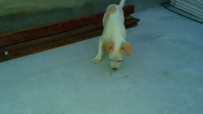 Cachorro ra a misturados idade 2 a 6 meses nome filhote