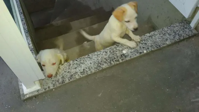 Cachorro ra a misturados idade 2 a 6 meses nome filhote