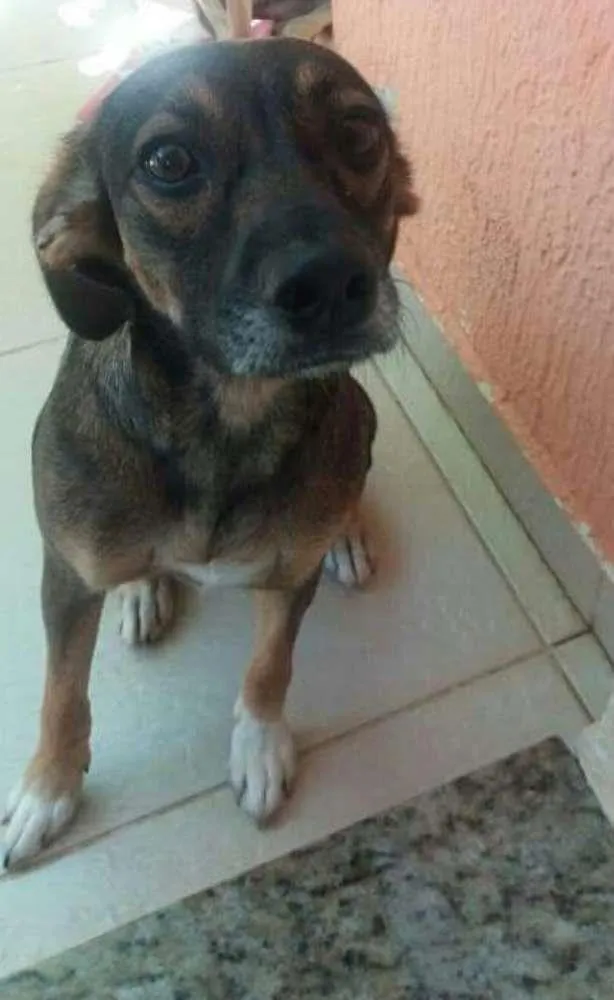 Cachorro ra a Sem raça definida idade 1 ano nome Amora