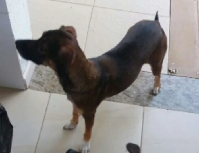 Cachorro ra a Sem raça definida idade 1 ano nome Amora