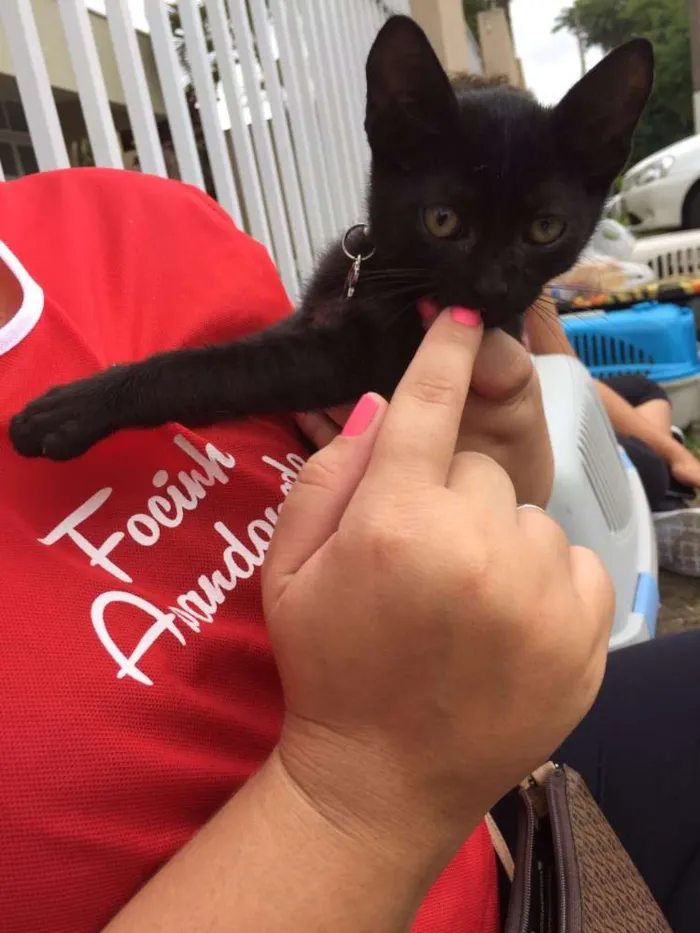 Gato ra a SRD idade Abaixo de 2 meses nome Darth Vader