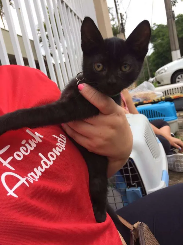 Gato ra a SRD idade Abaixo de 2 meses nome Darth Vader