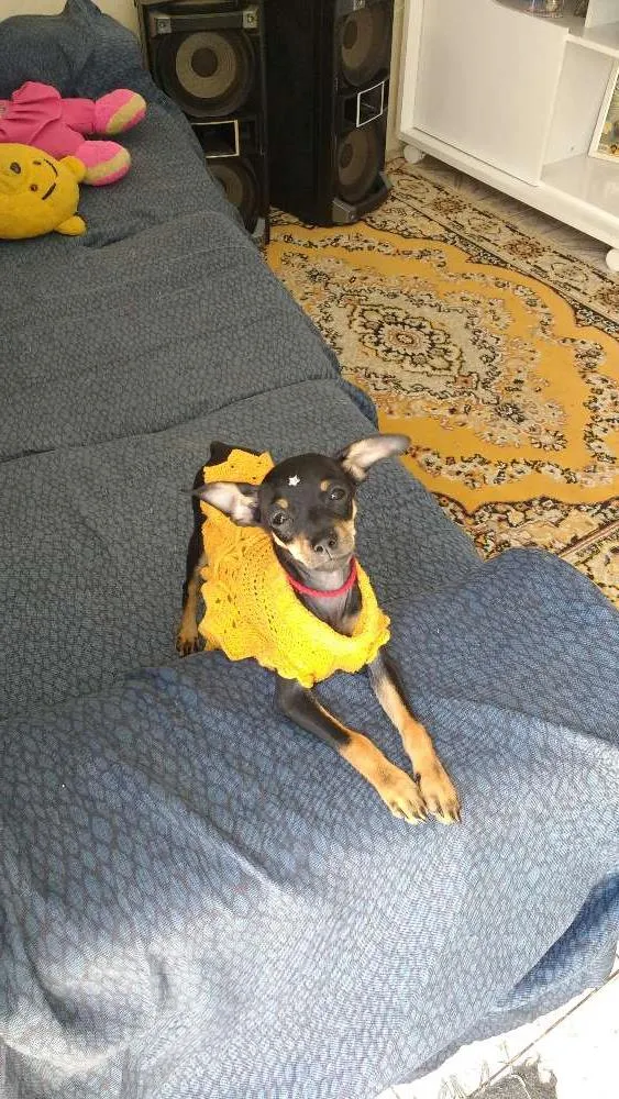 Cachorro ra a Pinscher idade 7 a 11 meses nome Mileide