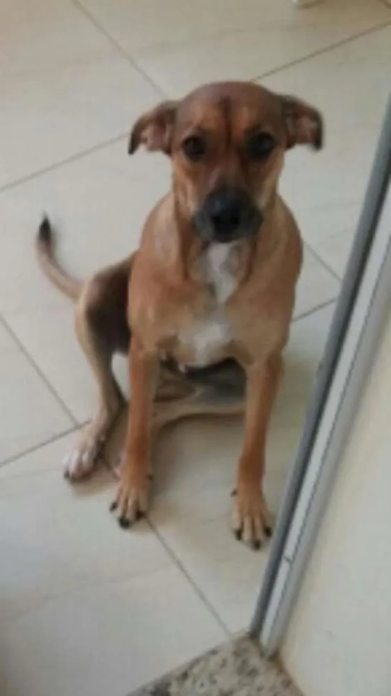 Cachorro ra a Sem raça definida idade 1 ano nome Cacau