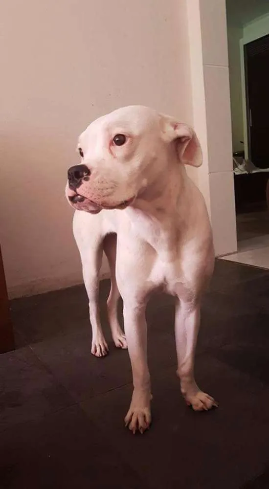 Cachorro ra a Boxer idade 1 ano nome Clara