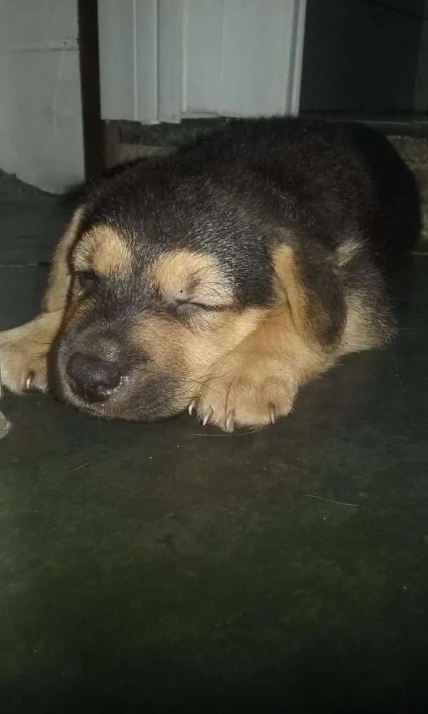 Cachorro ra a Pastor  idade Abaixo de 2 meses nome Não sei