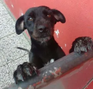 Cachorro raça vira lata idade 1 ano nome Amora