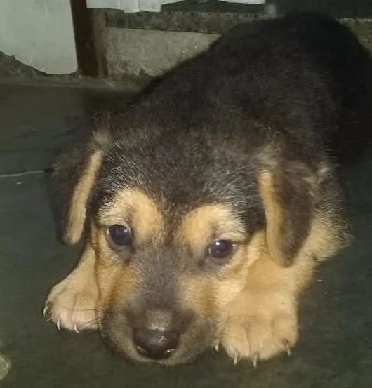 Cachorro ra a Pastor  idade Abaixo de 2 meses nome Não sei