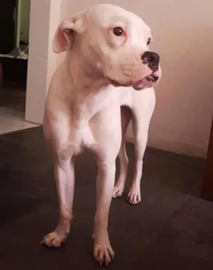 Cachorro raça Boxer idade 1 ano nome Clara