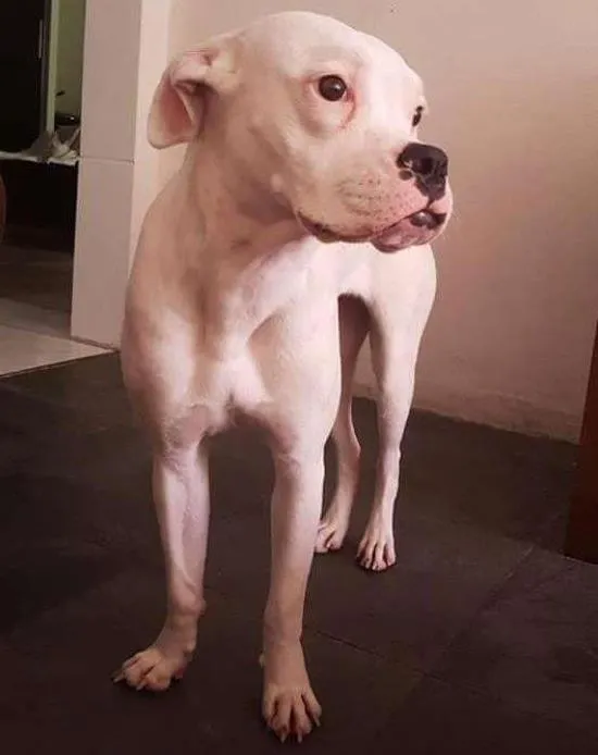 Cachorro ra a Boxer idade 1 ano nome Clara