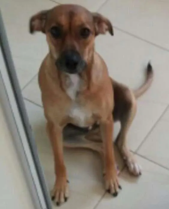 Cachorro ra a Sem raça definida idade 1 ano nome Cacau