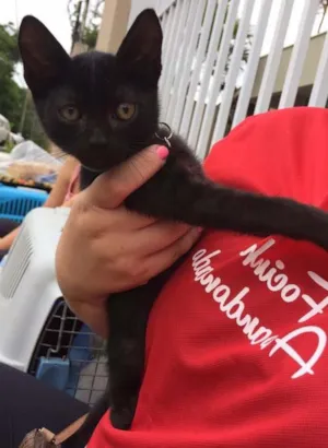 Gato raça SRD idade Abaixo de 2 meses nome Darth Vader
