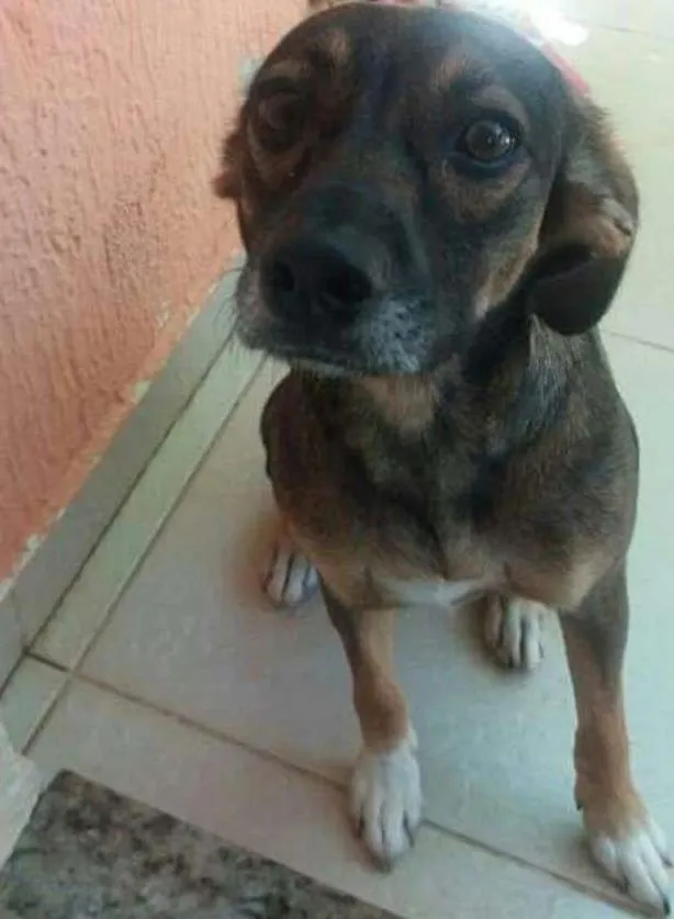 Cachorro ra a Sem raça definida idade 1 ano nome Amora