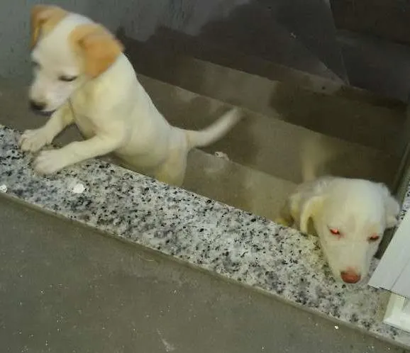 Cachorro ra a misturados idade 2 a 6 meses nome filhote