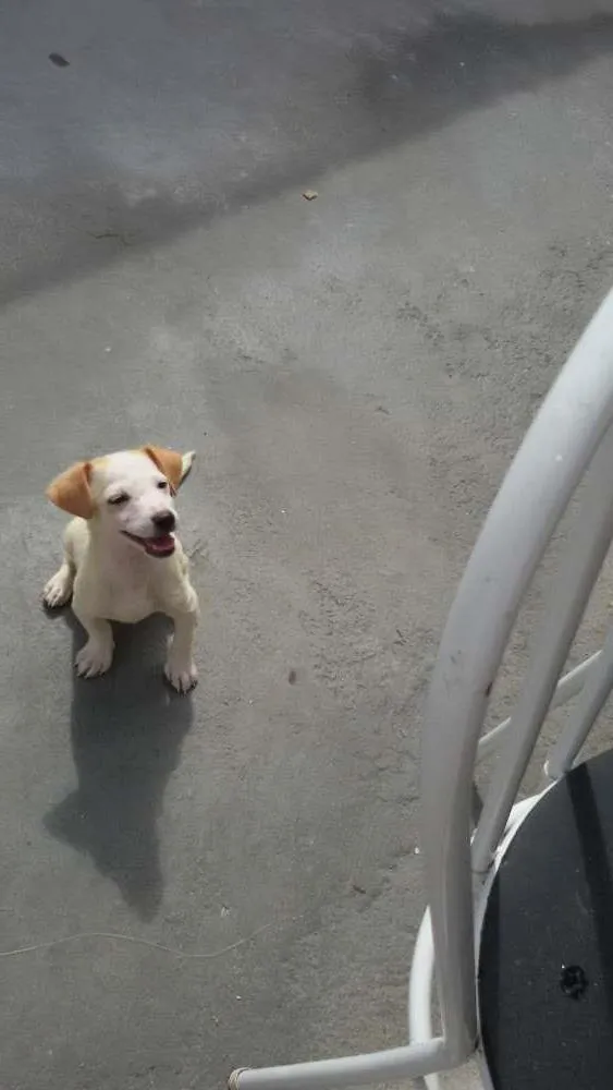 Cachorro ra a misturados idade 2 a 6 meses nome filhote