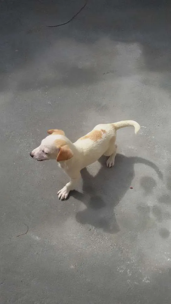 Cachorro ra a misturados idade 2 a 6 meses nome filhote