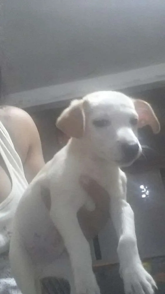 Cachorro ra a misturados idade 2 a 6 meses nome filhote