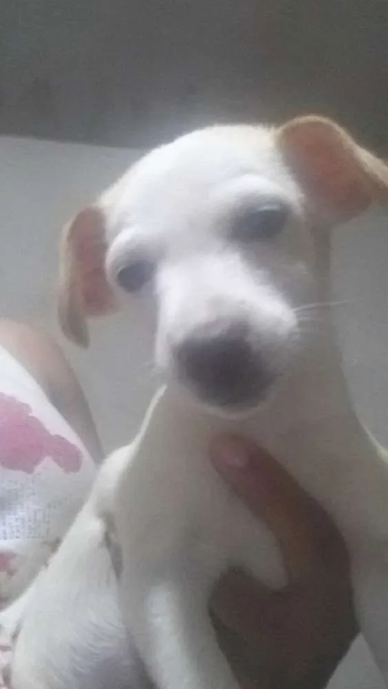 Cachorro ra a misturados idade 2 a 6 meses nome filhote
