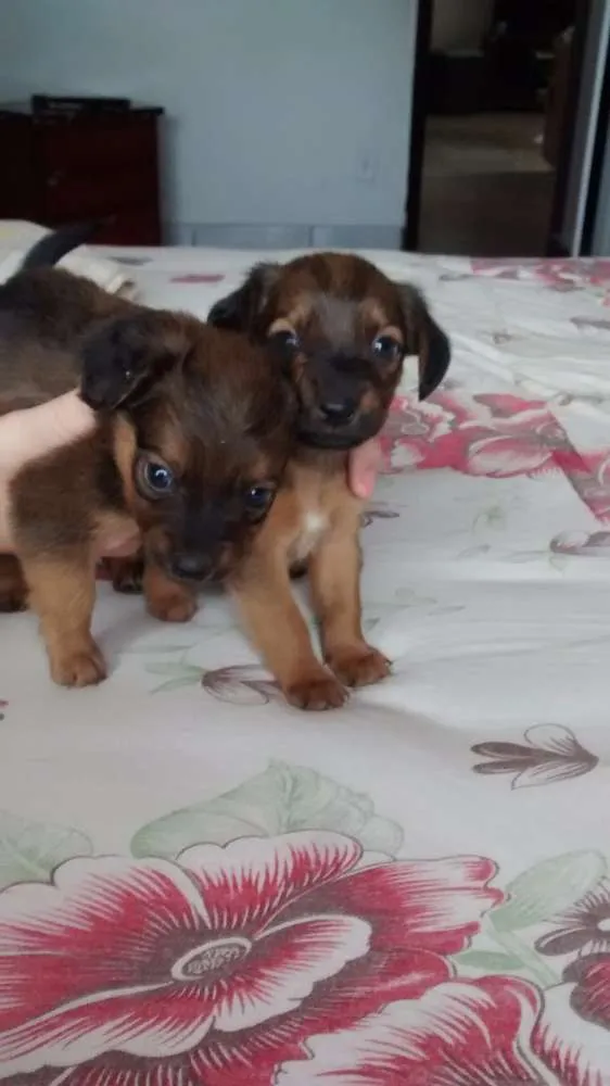 Cachorro raça Indefinida idade Abaixo de 2 meses nome Sem nome