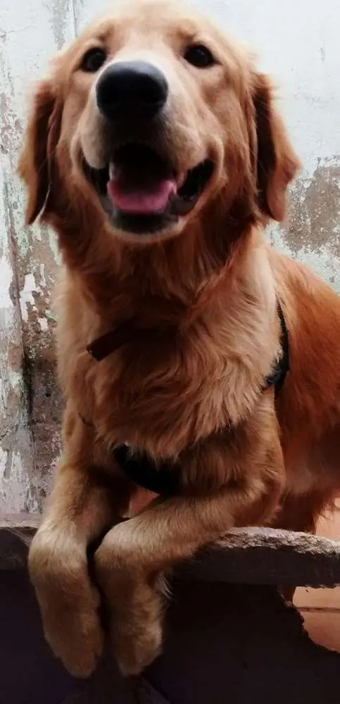 Cachorro ra a golden idade 7 a 11 meses nome jhonny