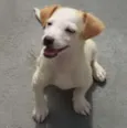 filhote