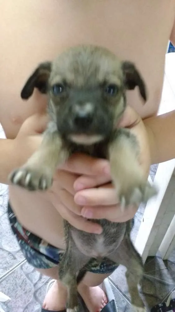 Cachorro raça Vira lata idade 2 a 6 meses nome Sem nome
